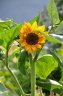 sunflower jan 10.jpg - 